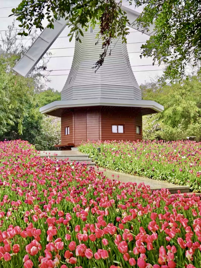 花香四溢，荷蘭風情——荷蘭花卉小鎮與南山文化館