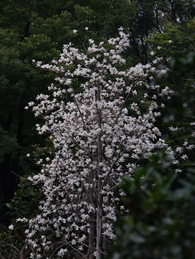 600年明朝重臣私家府邸，竟然藏在南京鬧市區