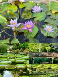 日本草津市立水生植物園 | 水之森的夢幻之旅
