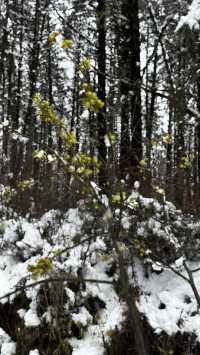 在春日裡去雪山撒歡