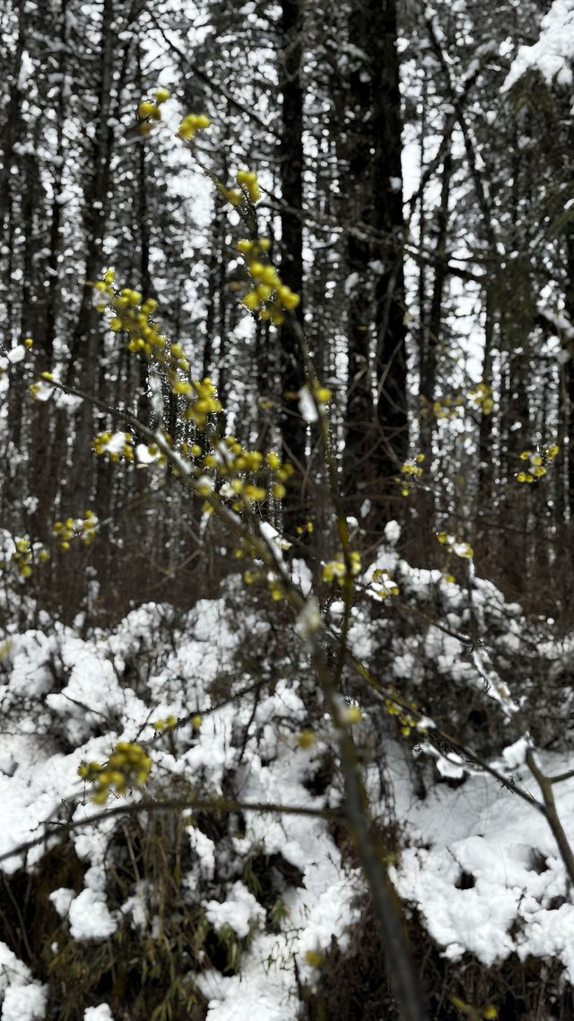 在春日裡去雪山撒歡