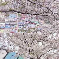 釜山櫻花季來襲🌸 超詳細賞櫻地圖