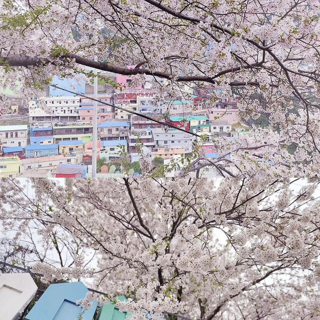 釜山櫻花季來襲🌸 超詳細賞櫻地圖