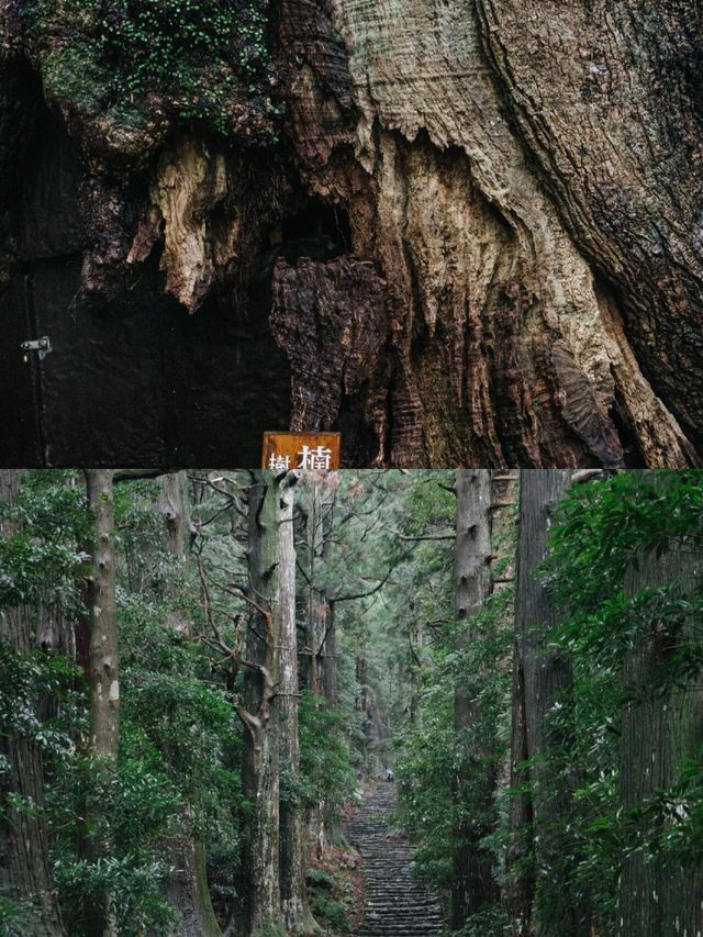 熊野古道新手路線，都是精華！