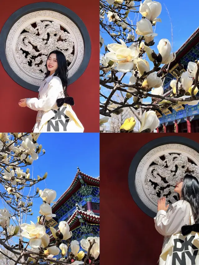 Magnolia in East Pagoda, so beautiful it's breathtaking (shot on March 28)