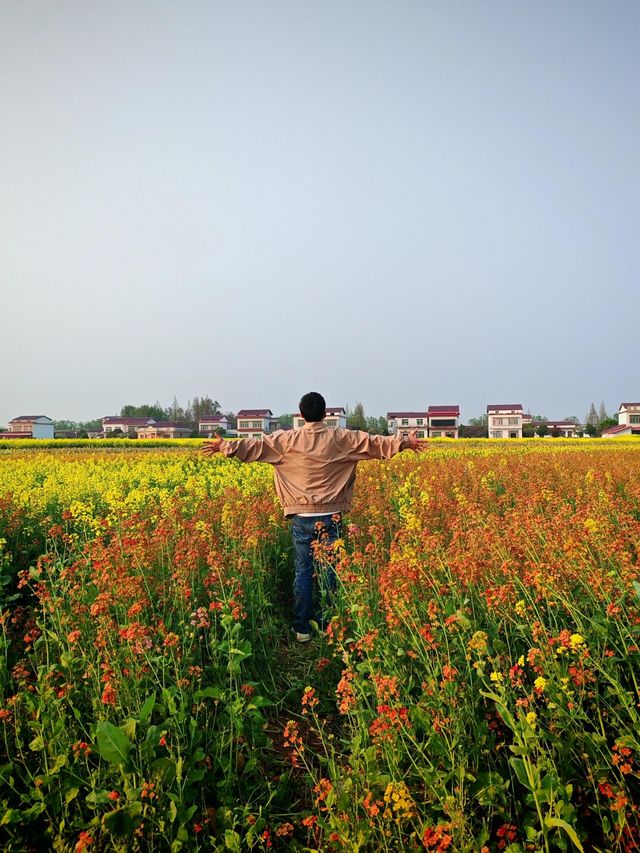 南縣羅文村旅遊｜呢一片五彩繽紛嘅油菜花係夢中嘅春天