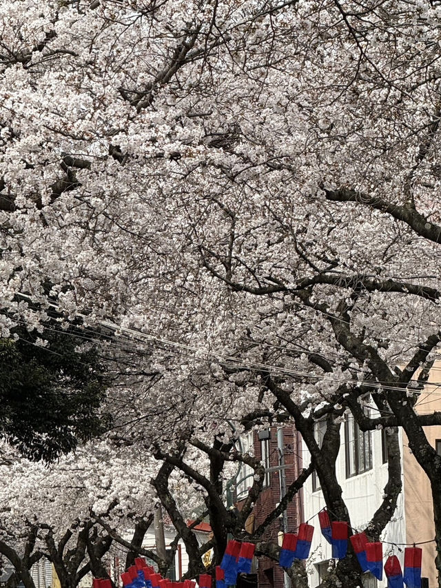 濟州櫻花季 | 新山公園的浪漫花事🌸