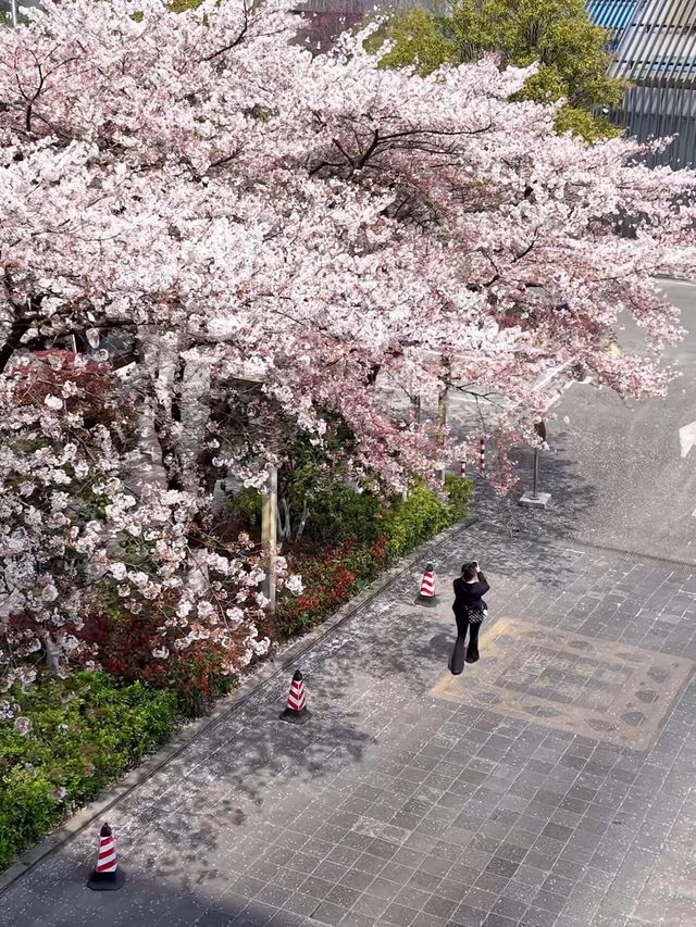 4.2實拍！貴陽竟藏著這般浪漫🌸