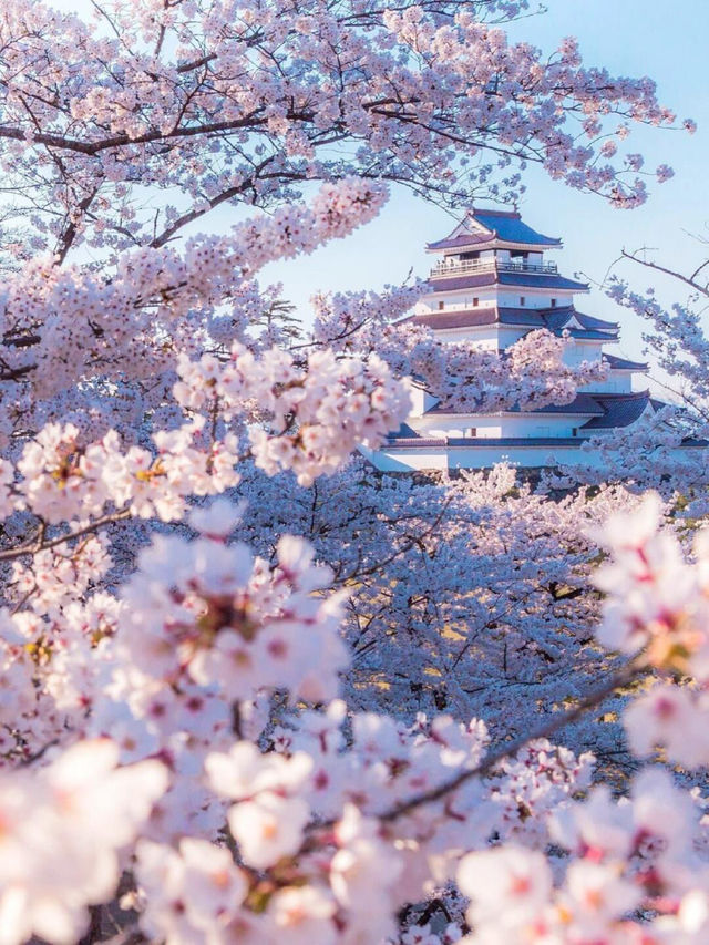 🌸 日本沖繩櫻花季 🌸