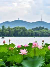 杭州賞荷攻略|一鍵解鎖江南限定浪漫！