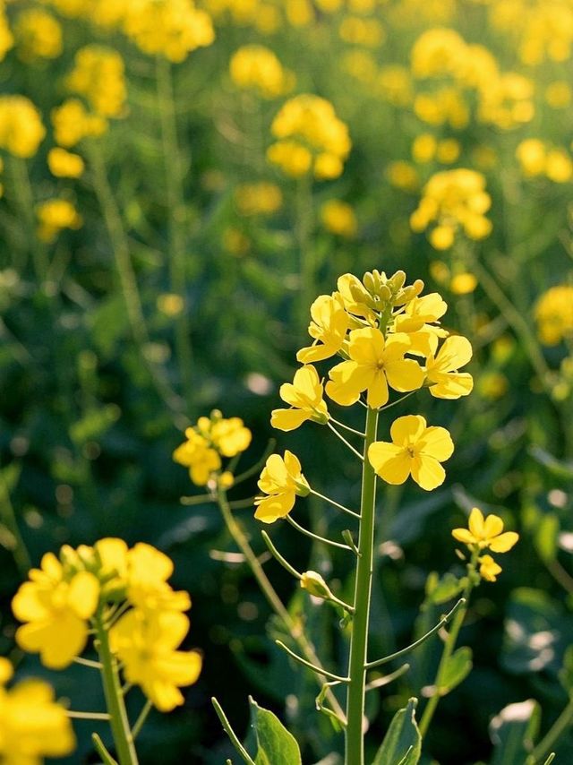 走啦！由西安出發去漢中賞油菜花啦