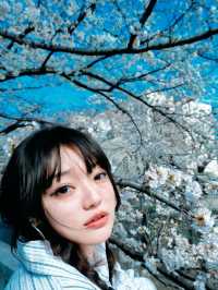 🌸首爾林賞櫻攻略：漫步粉色花海的浪漫之旅💕