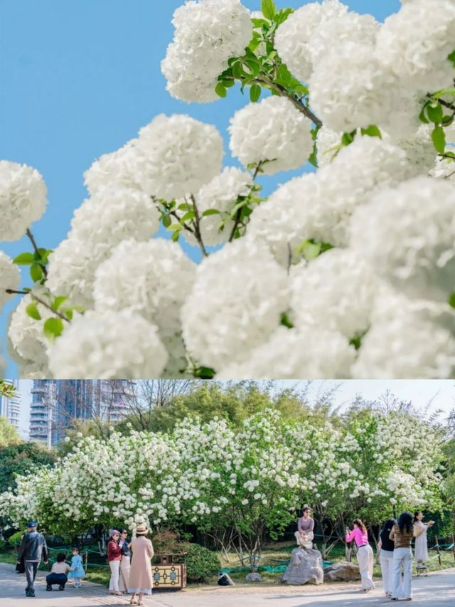 被軟萌的白色花球「霸道」暴擊～～