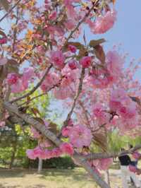 Cherry blossoms at Yuyuan Park Beijing