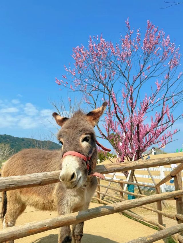 洋氣農場，DUDUFAMR嘟嘟農場