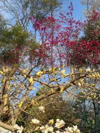 在貴陽，不可錯過的花溪公園，欣賞超讚花海