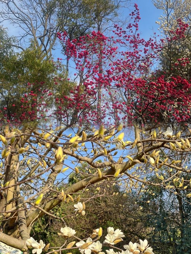 在貴陽，不可錯過的花溪公園，欣賞超讚花海