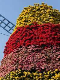 🌸夢幻般的花海在維多利亞公園等你🌼