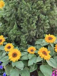 🌺 維多利亞公園花卉展：悠閒賞花的好去處