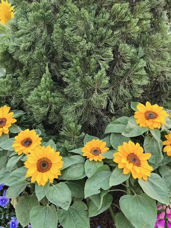 🌺 維多利亞公園花卉展：悠閒賞花的好去處