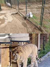 你以為只是看動物？大連森林動物園還能這樣玩？