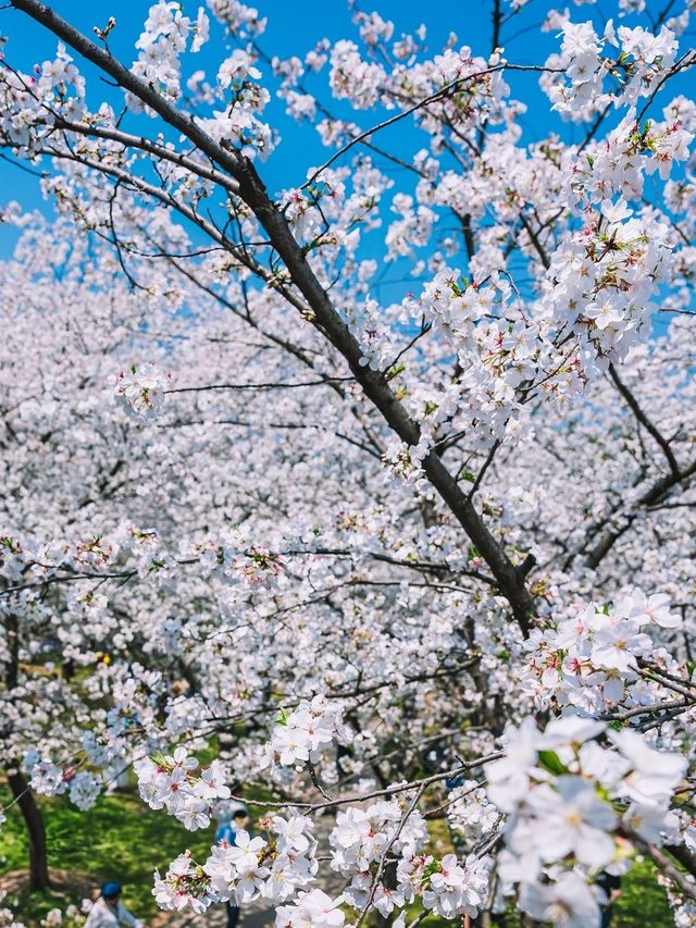 來一場春日櫻花之約——武漢東湖櫻花園