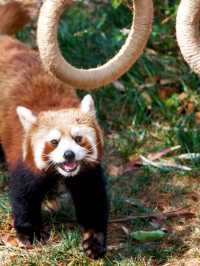 Zoo Walk | 唔好錯過雲南野生動物園嘅春天