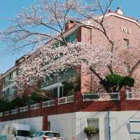 🌸釜山必衝！迎月路櫻花大道美到心臟漏拍！