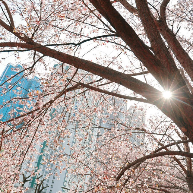🌸釜山必衝！東柏地鐵站2號出口的隱藏版櫻花秘境！