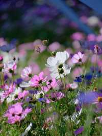 甲根壩花期限定禮 | 5月入住俄色花海裡