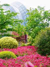 避開人潮！上海植物園國際花展小眾探秘