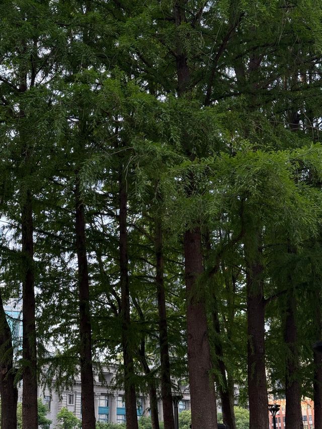 上海人私藏嘅「塞納河」，藏喺蘇州河畔