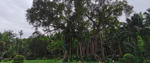 獨樹成林景區