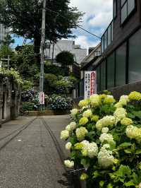 東京白山神社 | 繡球花的絕美盛宴