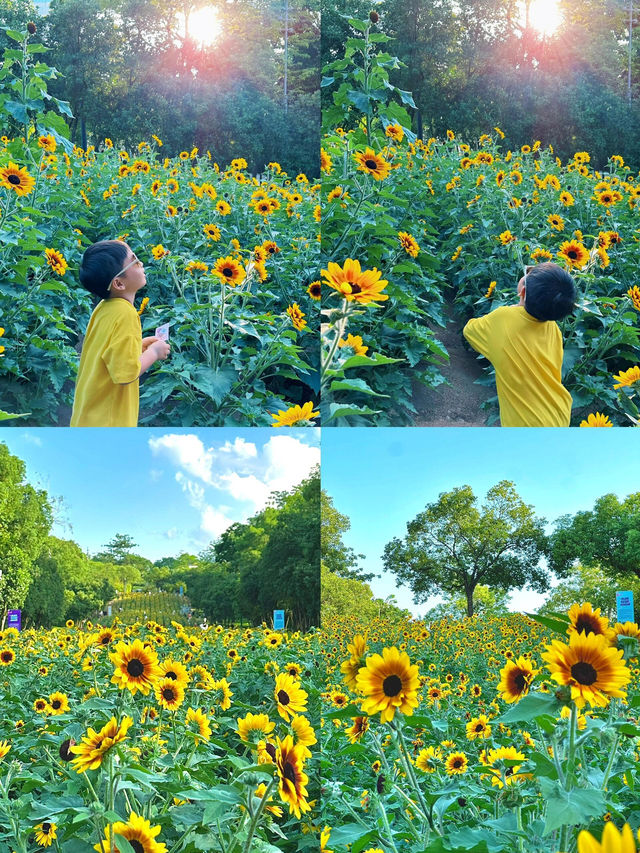 深圳福田的寶子們衝啊！🆕超近市中心的向日葵花海現身市民中心🌻不用遠赴郊區，地鐵直達就能擁抱整片金燦燦的浪漫！