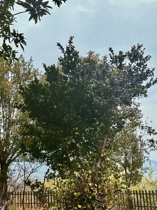 在繁華之外泡一場療癒之湯—深圳湯崎湯泉生活