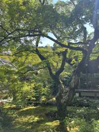 🌿【京都·常寂光寺】— 隱世古寺中的禪意漫遊 🌿