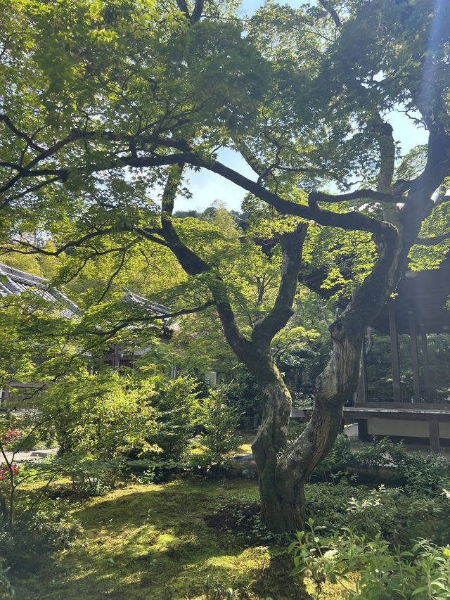 🌿【京都·常寂光寺】— 隱世古寺中的禪意漫遊 🌿