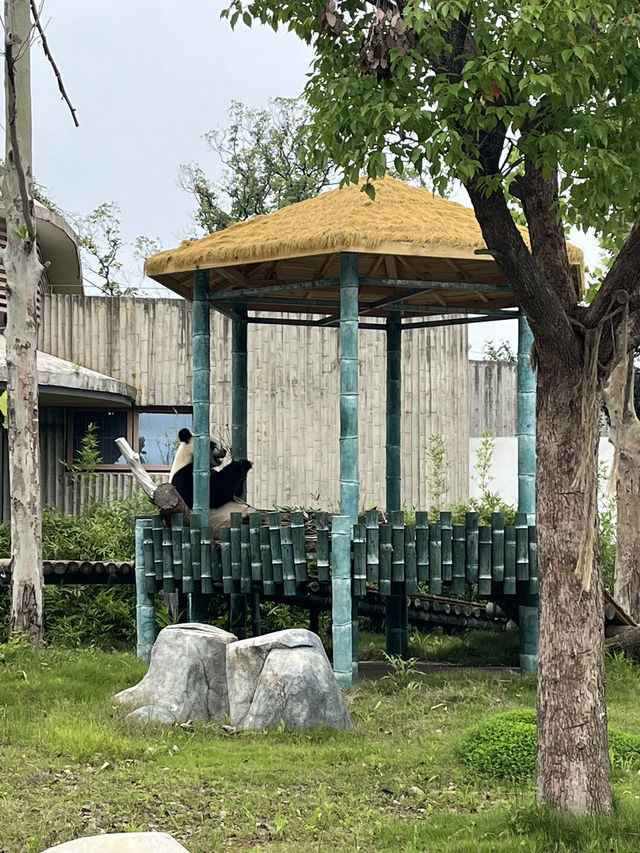 PANDA PANDA熊猫🐼好可爱～