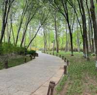 濟南森林公園 | 城市中的自然瑰寶