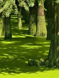 The Truth about the "Matcha Lake" in Qingshanhu