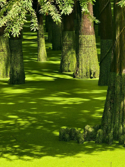 画材 Matcha Lake Qingshan Lake, dubbed the 