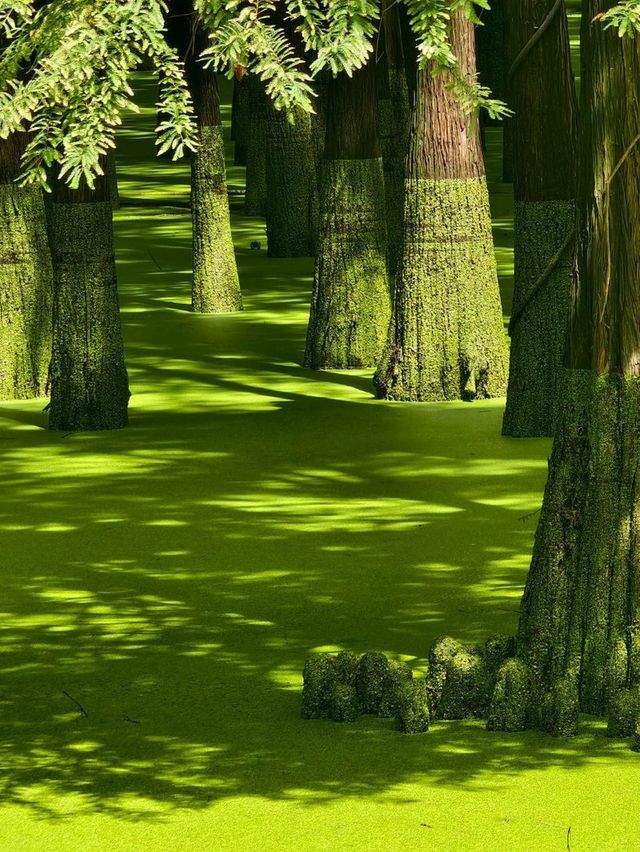 The Truth about the "Matcha Lake" in Qingshanhu