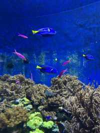 珠海海洋王國 ‘魚’樂無窮🐠🐬🪼🐡