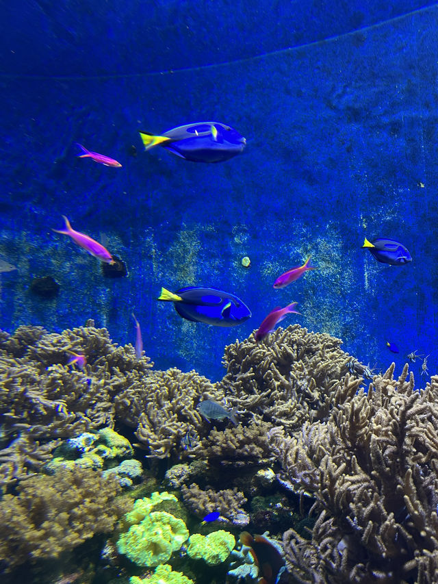 珠海海洋王國 ‘魚’樂無窮🐠🐬🪼🐡
