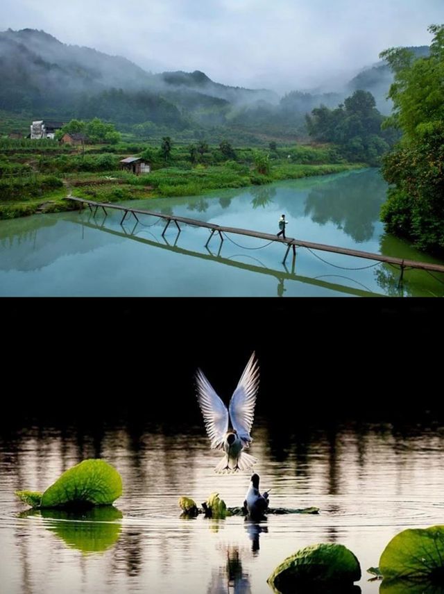 雨季衝婺源，青瓦雲海美過屏保