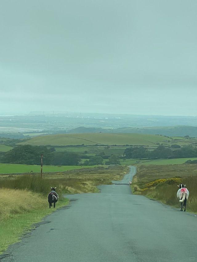 邂逅高地精靈，英國野生動物之旅
