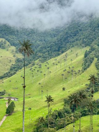 New Yorkers' weekend escape plan! 5-hour direct flight to a magical palm forest, breathtakingly beautiful!