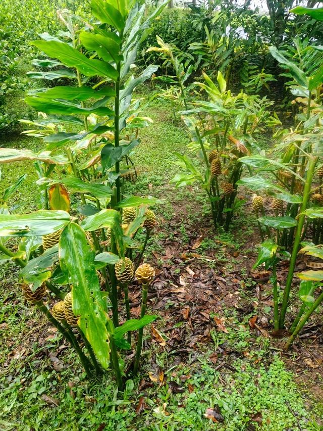 雨後嘅西雙版納中科院植物園