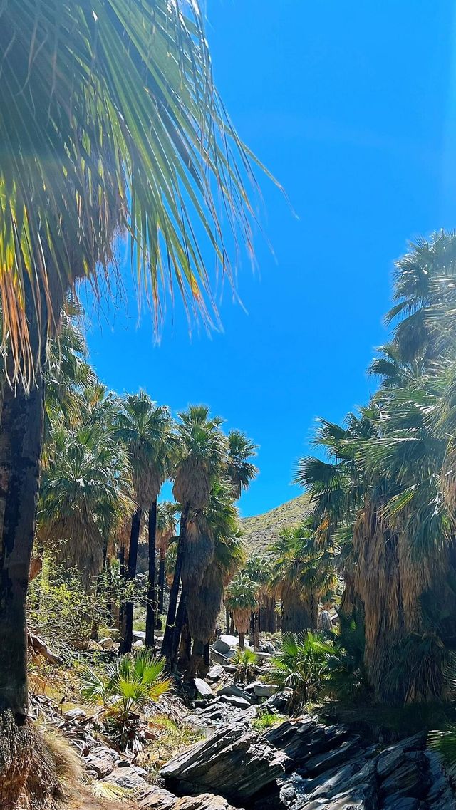 加州棕櫚泉，沙漠中的現代綠洲